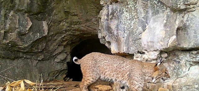 1539 Cedar Springs Cir, Clarksville, TN 37042