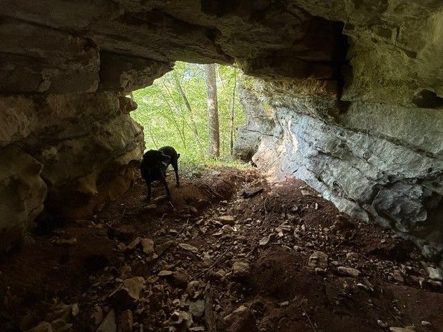 1539 Cedar Springs Cir, Clarksville, TN 37042