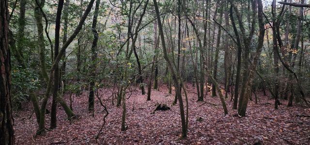 2286 55th Avenue, Gruetli Laager, TN 37339