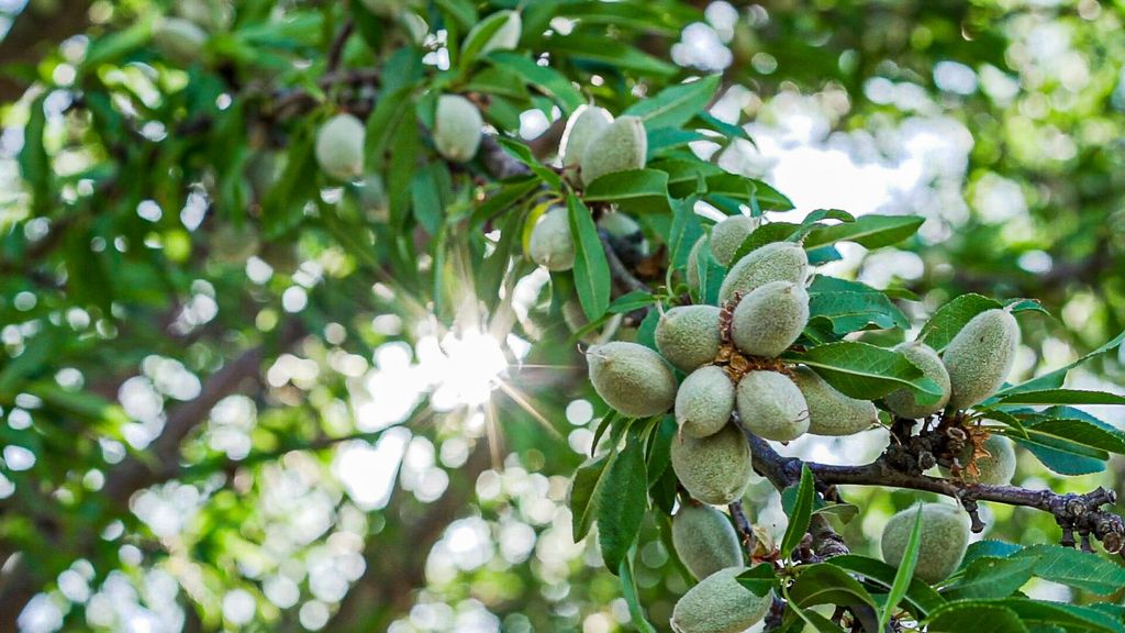 0 Lassen Avenue, Five Point, CA 93624