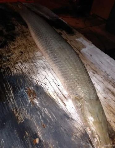 317 N Kika De La Garza Boulevard, La Joya, TX 78560