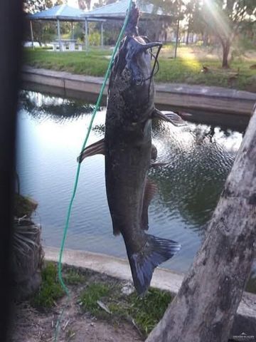 317 N Kika De La Garza Boulevard, La Joya, TX 78560