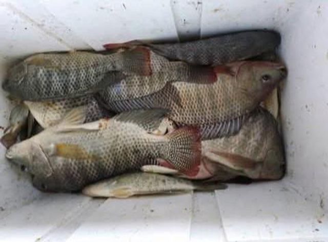 317 N Kika De La Garza Boulevard, La Joya, TX 78560