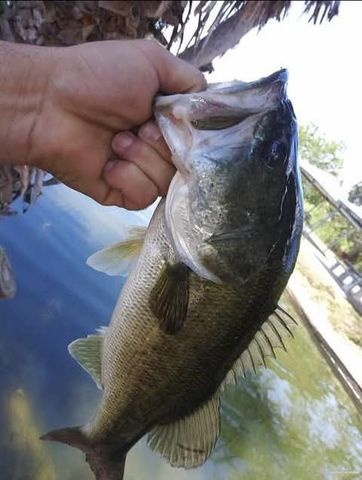 317 N Kika De La Garza Boulevard, La Joya, TX 78560