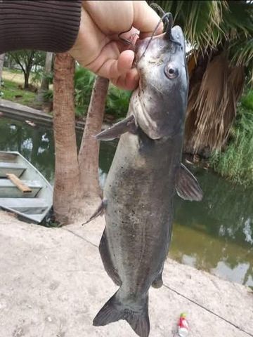 317 N Kika De La Garza Boulevard, La Joya, TX 78560