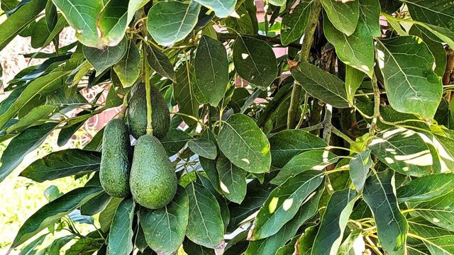 6951 W Lilac Road, Bonsall, CA 92003