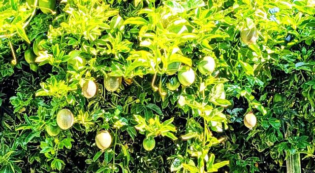 6951 W Lilac Road, Bonsall, CA 92003