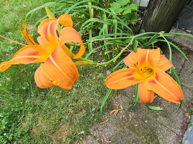 4774 S Lachance Road, Lake City, MI 49651