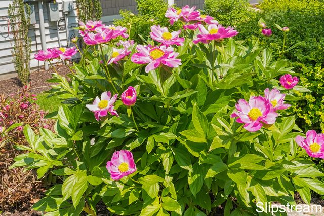 857 Pinnacle Run Drive SE, Grand Rapids, MI 49546