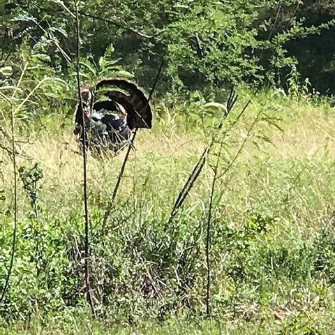 2551 Jurecka Road, Fayetteville, TX 78940