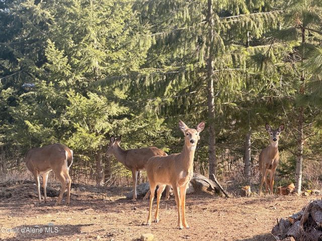 101 Spring View LN, Sagle, ID 83860