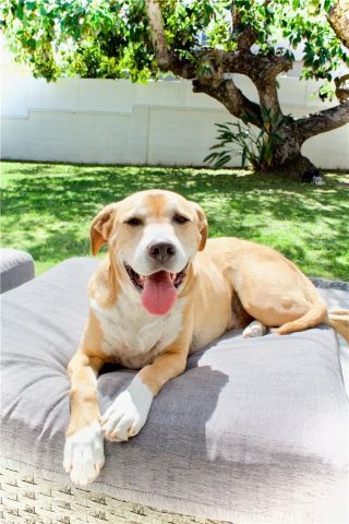 8727 Glider, Los Angeles, CA 90045