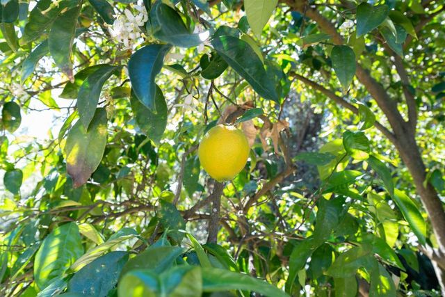 1027 Pepper Tree Lane, Fallbrook, CA 92028