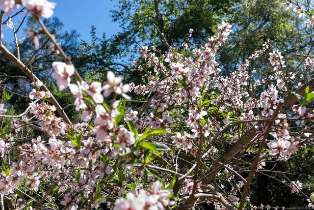 1027 Pepper Tree Lane, Fallbrook, CA 92028