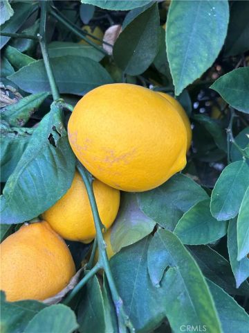 665 N. San Antonio Ave., Upland, CA 91786