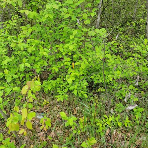 LOT #42 E ROBERTA Drive, Roscommon, MI 48653