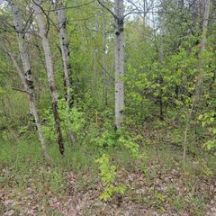 LOT #42 E ROBERTA Drive, Roscommon, MI 48653