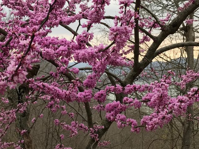 312 Bobcat Lane, Salt Lick, KY 40371