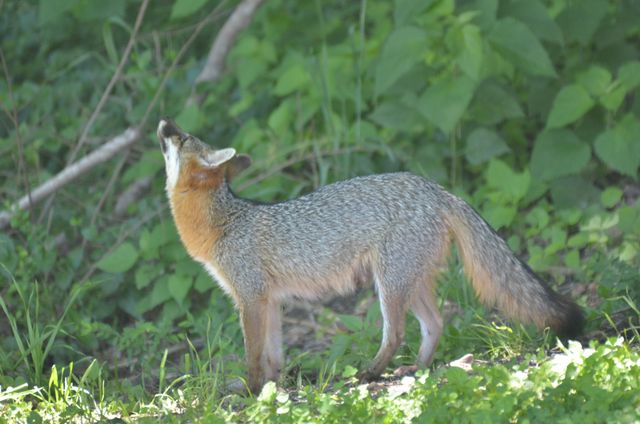 1640 Ramblewood Dr, Lewisburg, TN 37091