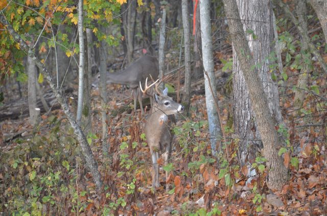 1640 Ramblewood Dr, Lewisburg, TN 37091