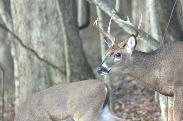 1640 Ramblewood Dr, Lewisburg, TN 37091