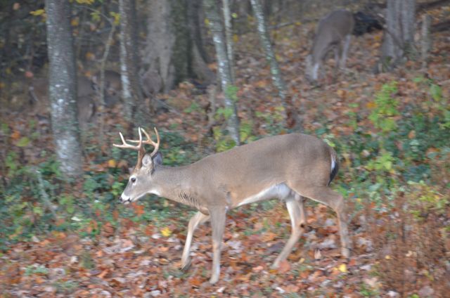 1640 Ramblewood Dr, Lewisburg, TN 37091