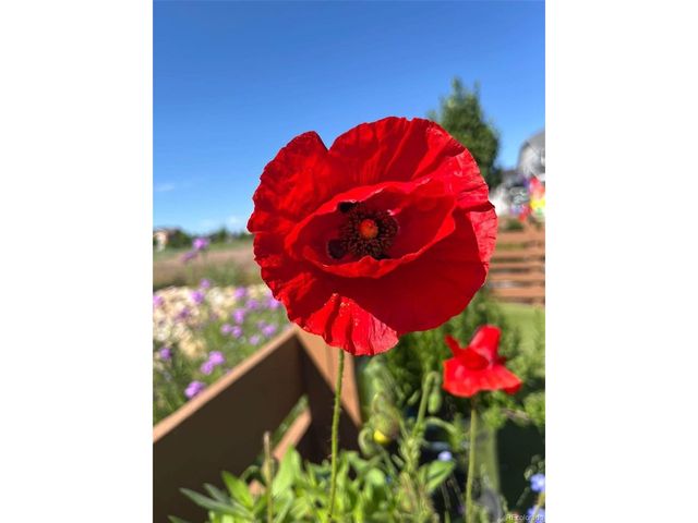 732 Boulder Peak Ave, Erie, CO 80516