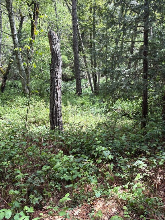 Image 5 of property listing at 39 Anderson Valley Road, Coulterville, CA 95311