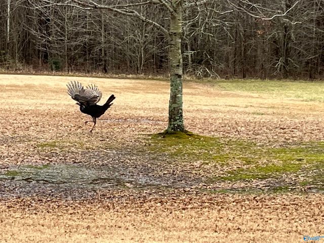 20 ac Sierra Drive SW, Decatur, AL 35603