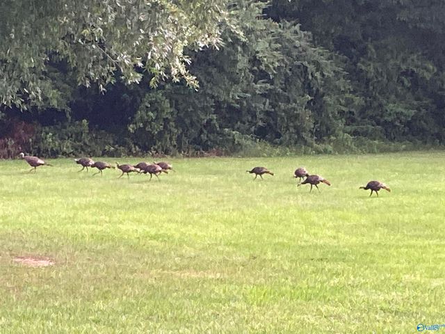 20 ac Sierra Drive SW, Decatur, AL 35603