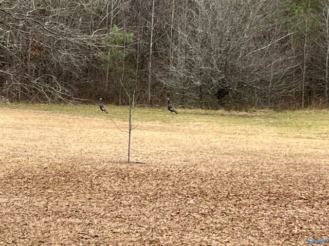 20 ac Sierra Drive SW, Decatur, AL 35603