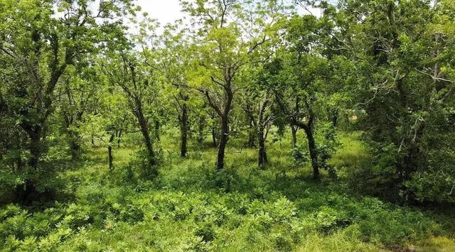 0 County Road 36, Angleton, TX 77515