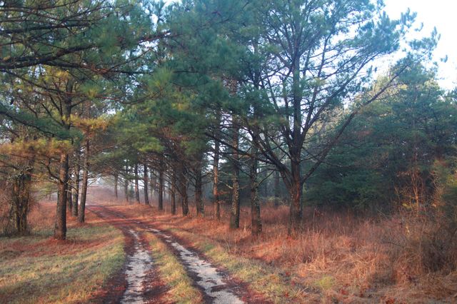 208 Tomsic Rd, Indian Mound, TN 37079