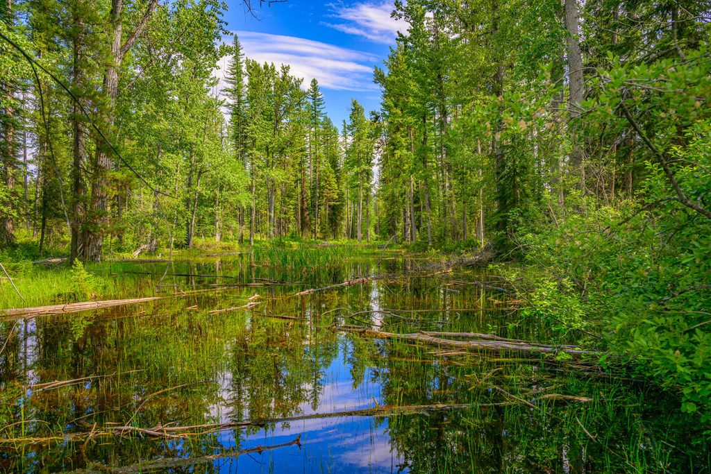 1355 Lindbergh Lake Road, Condon, MT 59826 photo 10