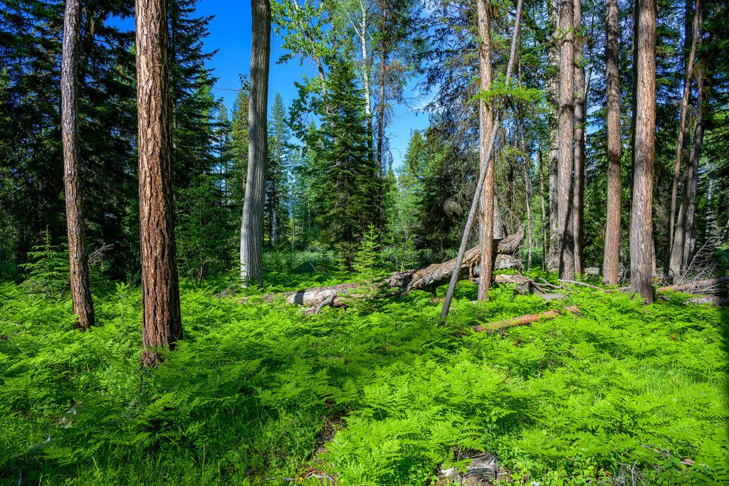 1355 Lindbergh Lake Road, Condon, MT 59826 photo 13