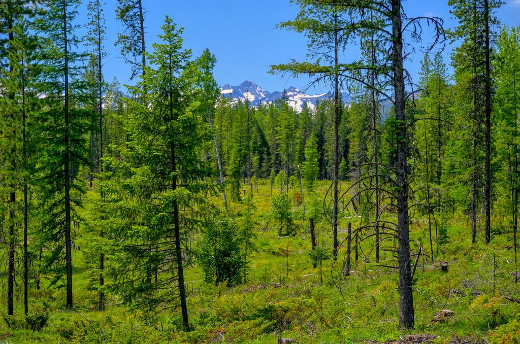 1355 Lindbergh Lake Road, Condon, MT 59826 photo 17