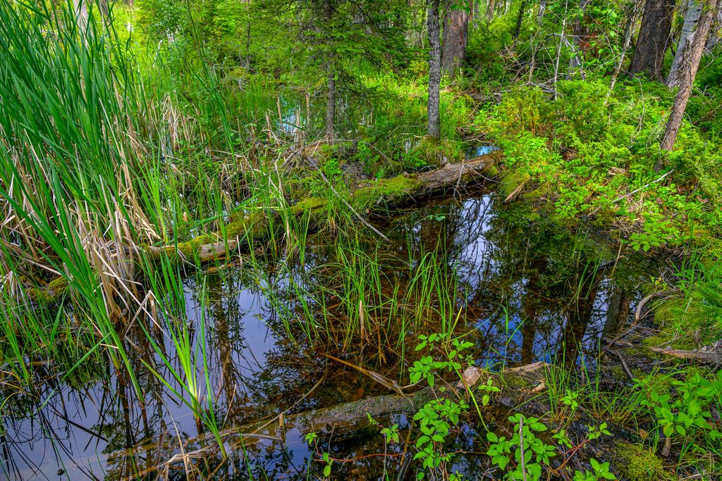 1355 Lindbergh Lake Road, Condon, MT 59826 photo 19