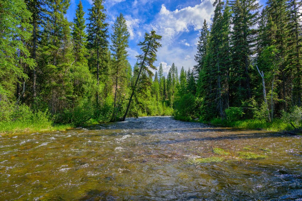 1355 Lindbergh Lake Road, Condon, MT 59826 photo 2