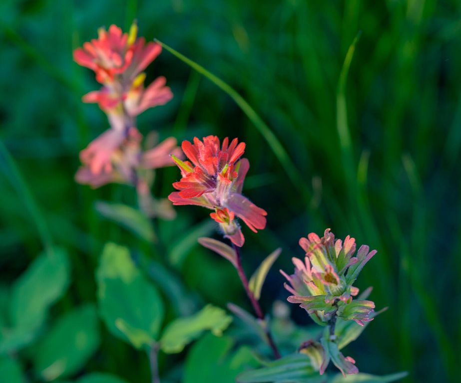 1355 Lindbergh Lake Road, Condon, MT 59826 photo 23