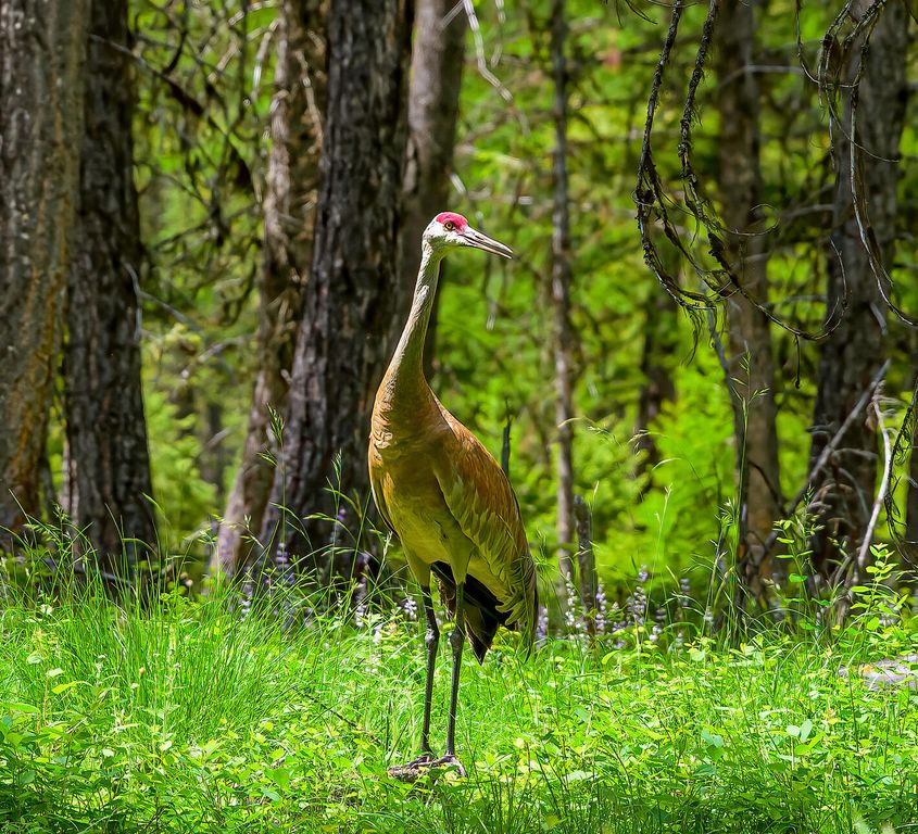 1355 Lindbergh Lake Road, Condon, MT 59826 photo 25