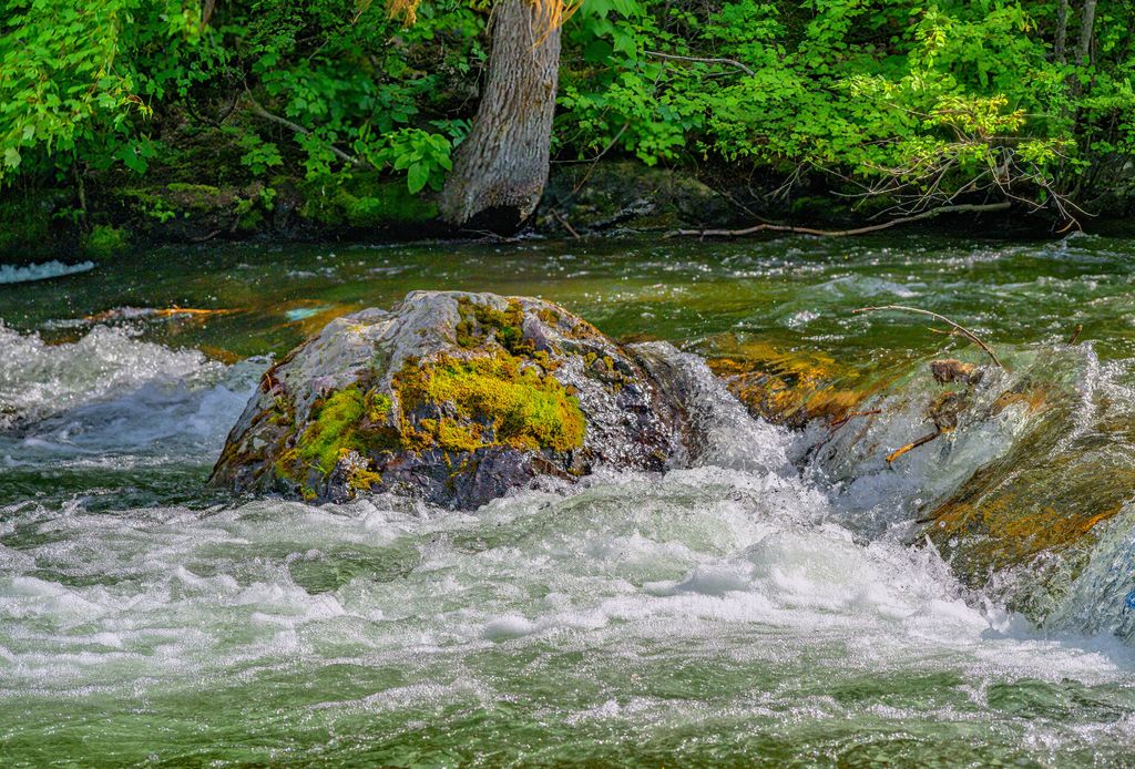 1355 Lindbergh Lake Road, Condon, MT 59826 photo 26