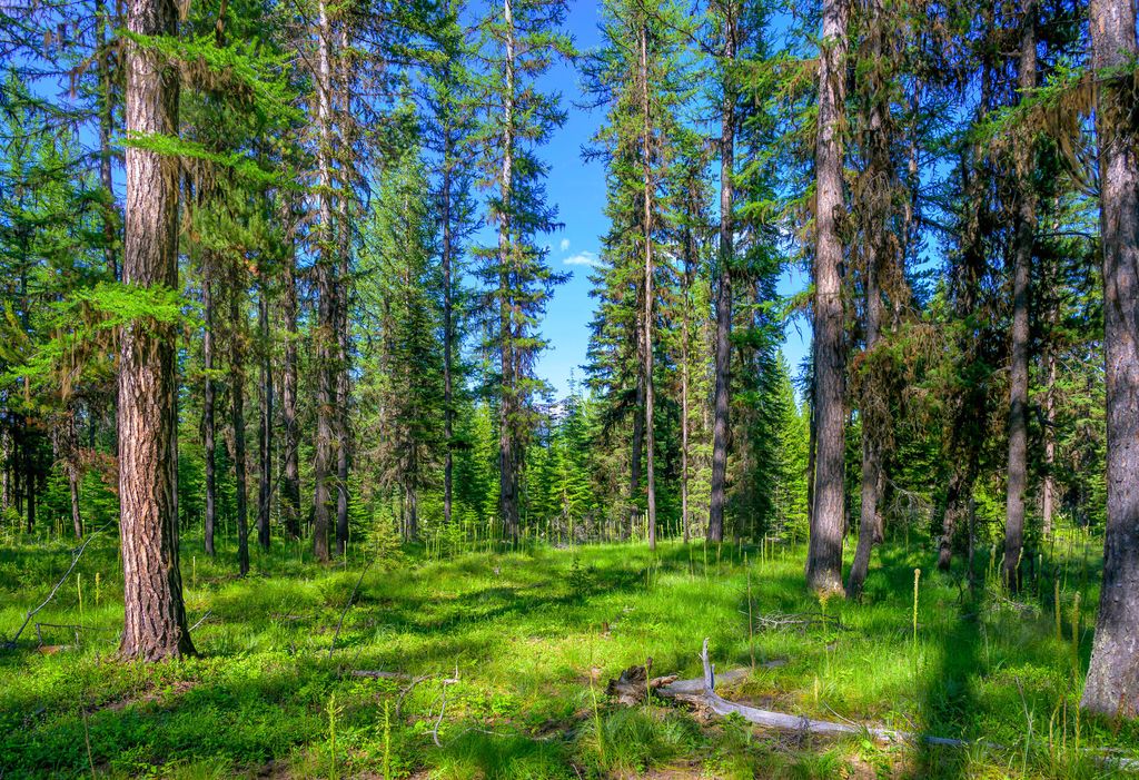 1355 Lindbergh Lake Road, Condon, MT 59826 photo 27