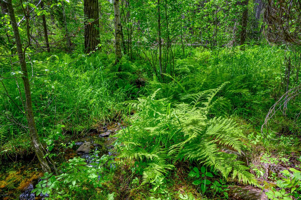 1355 Lindbergh Lake Road, Condon, MT 59826 photo 28