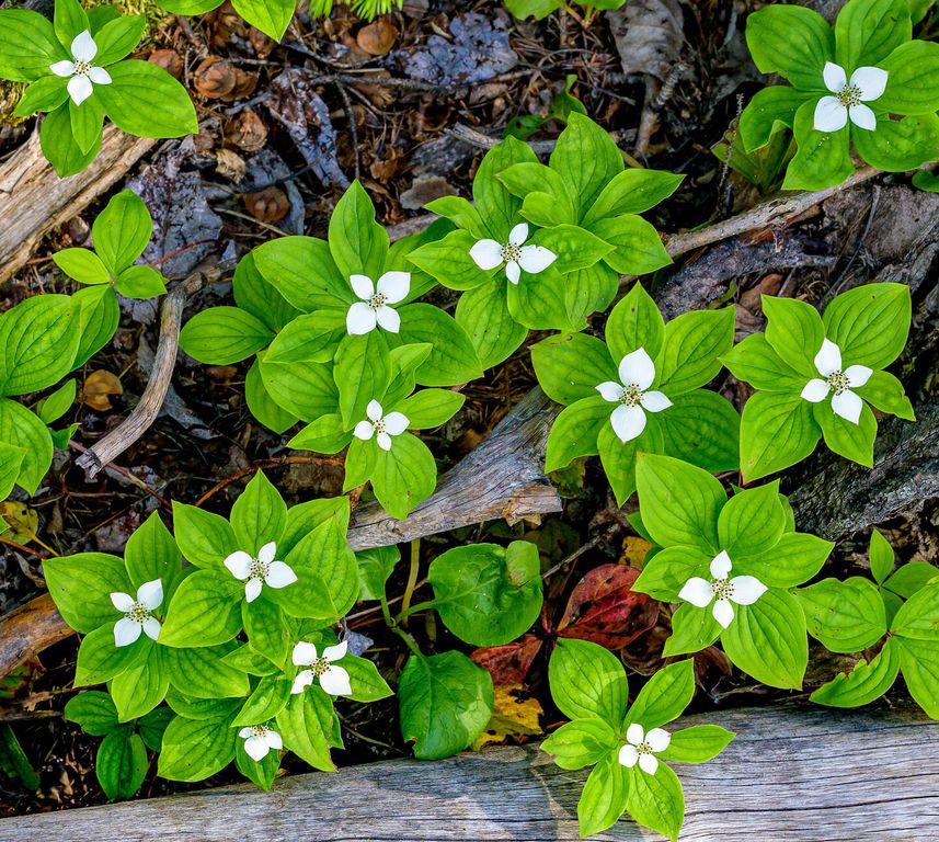 1355 Lindbergh Lake Road, Condon, MT 59826 photo 31