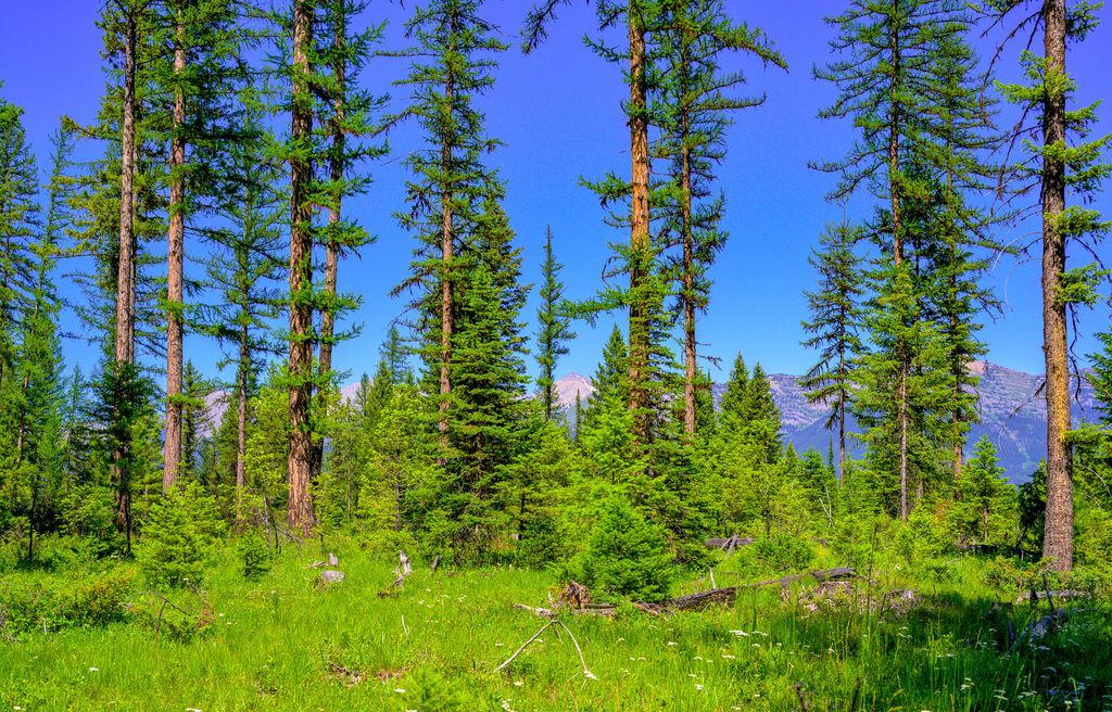 1355 Lindbergh Lake Road, Condon, MT 59826 photo 34