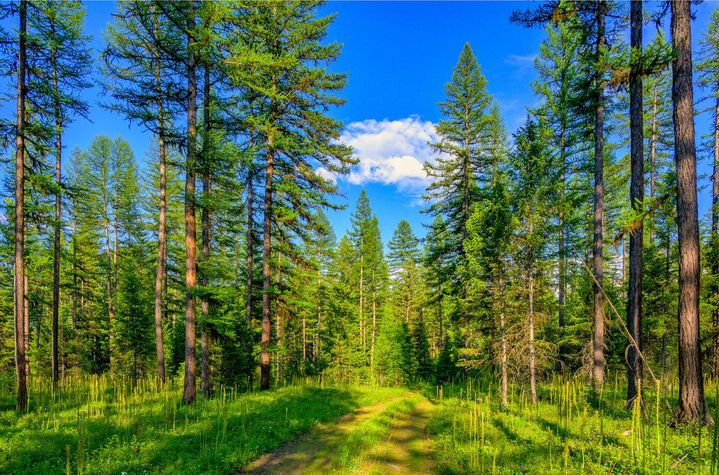 1355 Lindbergh Lake Road, Condon, MT 59826 photo 35