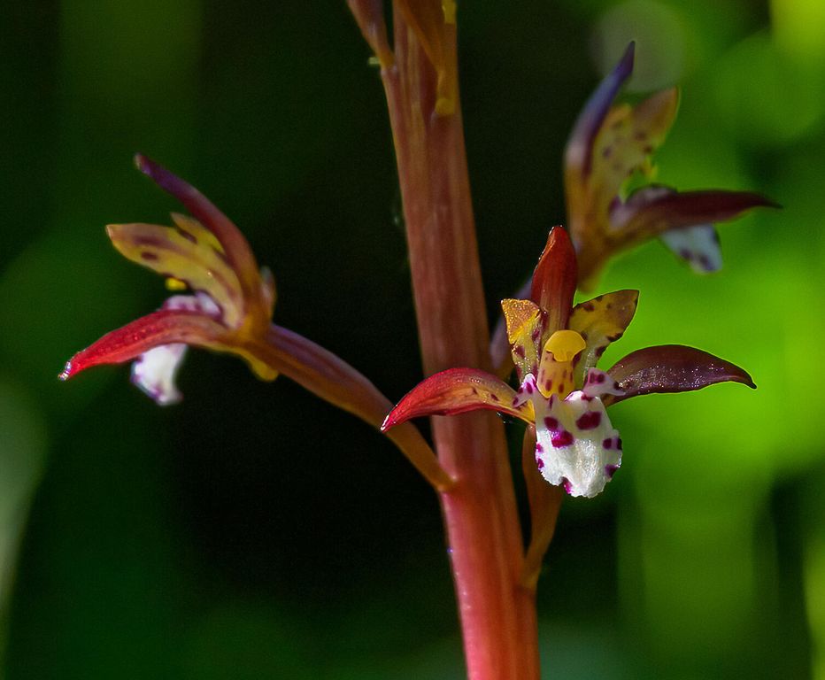 1355 Lindbergh Lake Road, Condon, MT 59826 photo 36