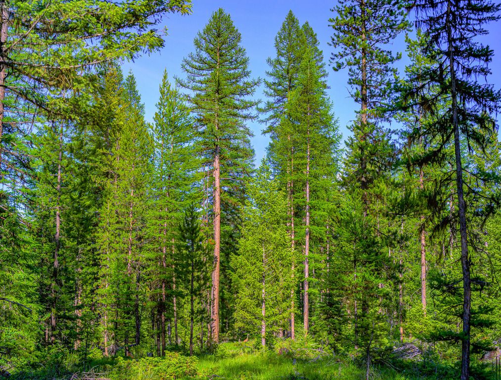 1355 Lindbergh Lake Road, Condon, MT 59826 photo 39