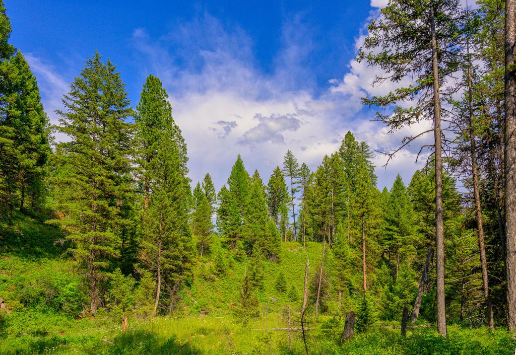 1355 Lindbergh Lake Road, Condon, MT 59826 photo 41