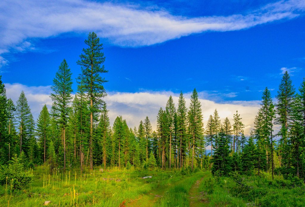 1355 Lindbergh Lake Road, Condon, MT 59826 photo 42